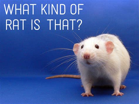 Do rats show kindness?