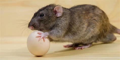 Do rats steal chicken eggs?