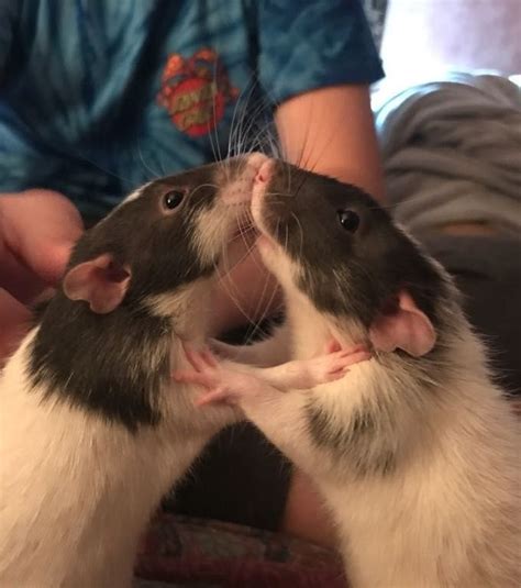 Do rats understand kisses?