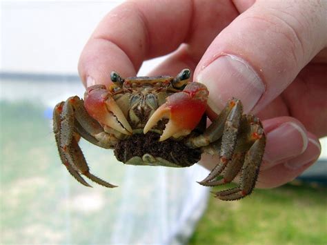 Do red claw crabs claws grow back?