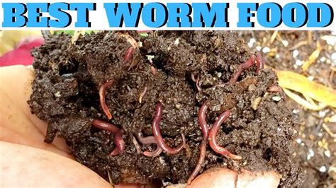 Do red worms eat rice?