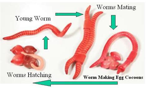 Do red worms multiply?