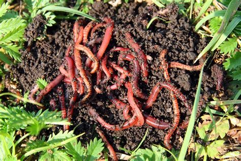 Do red worms need sunlight?