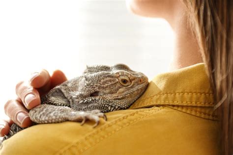 Do reptiles feel love?