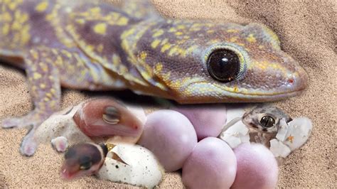 Do reptiles lay eggs without a male?