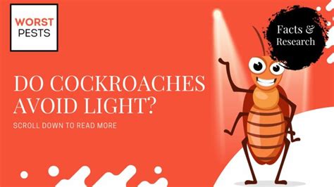 Do roaches avoid light?