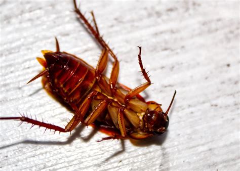 Do roaches bother you at night?