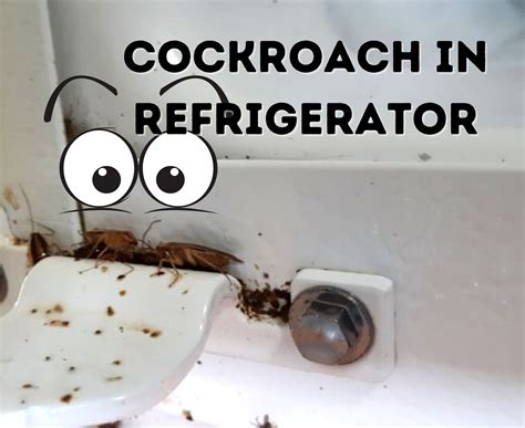 Do roaches go in fridge?