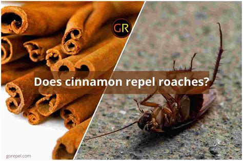 Do roaches hate cinnamon?