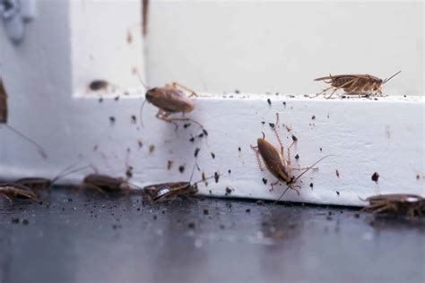 Do roaches hate clean rooms?