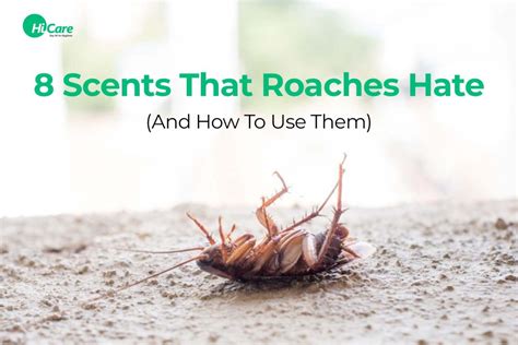 Do roaches hate the smell of air freshener?