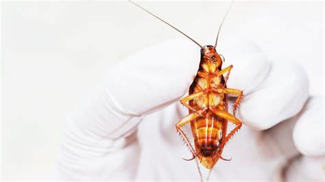 Do roaches have a strong sense of smell?