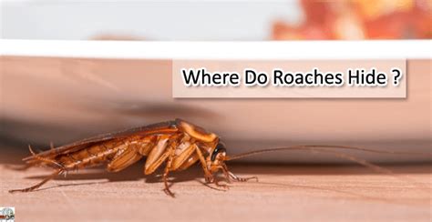 Do roaches hide in shoes?