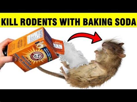 Do rodents eat baking soda?