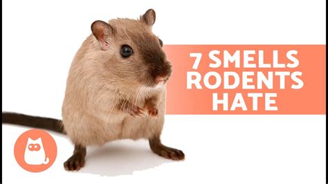 Do rodents hate peppermint?