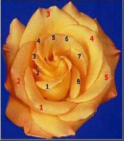 Do roses follow Fibonacci?