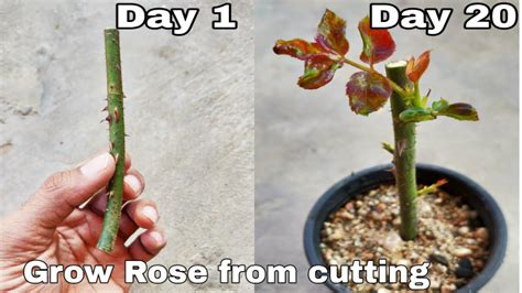 Do roses have 5 or 7 leaves?