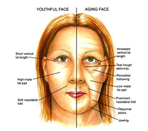 Do round faces age faster?