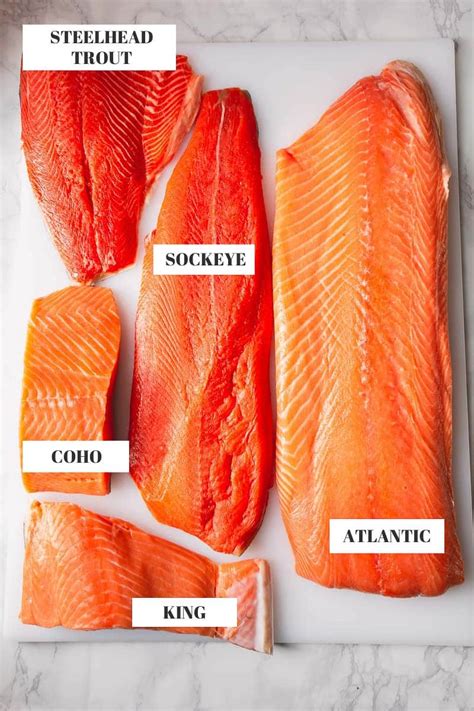 Do salmon have nipples?