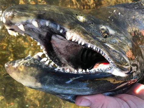 Do salmon have teeth?