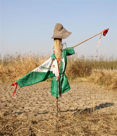 Do scarecrows really scare birds away?