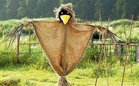 Do scarecrows scare birds away?