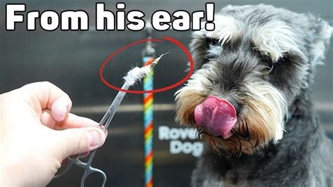 Do schnauzers get their ears plucked?