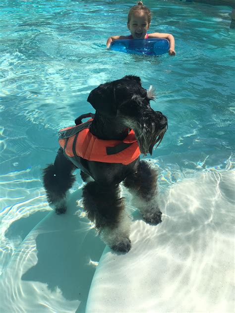 Do schnauzers like to swim?