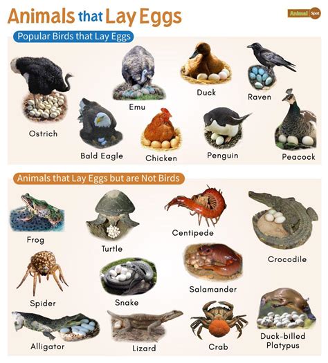 Do sea mammals lay eggs?