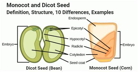Do seeds have DNA?