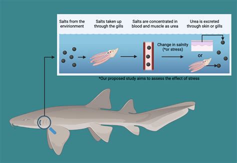 Do sharks excrete ammonia?