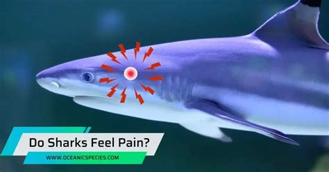 Do sharks feel pain?