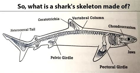 Do sharks have bone?