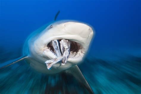 Do sharks like the taste of the Internet?