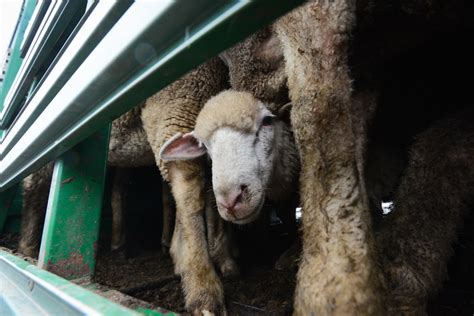 Do sheep feel pain when slaughtered?