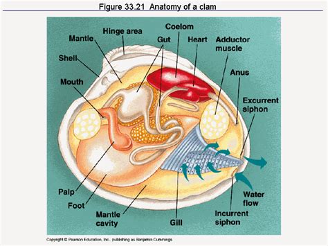 Do shellfish have feelings?