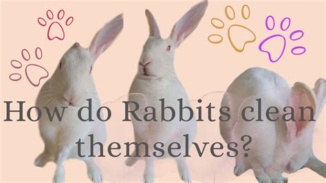 Do sick rabbits clean themselves?