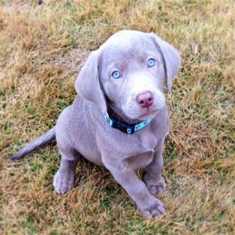 Do silver labs eyes stay blue?