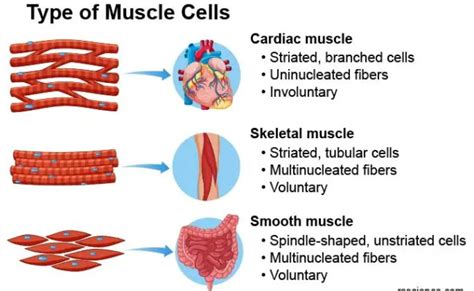 Do skeletal muscles push or pull?