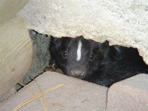 Do skunks hibernate in Toronto?
