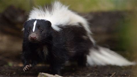 Do skunks in Canada have rabies?
