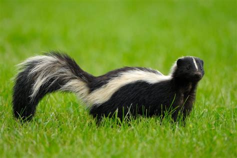 Do skunks like being pet?