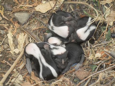 Do skunks move their babies?