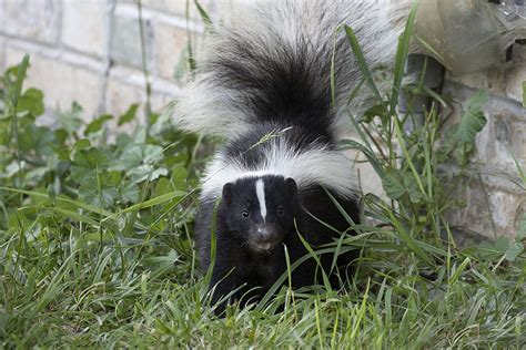 Do skunks usually bite?