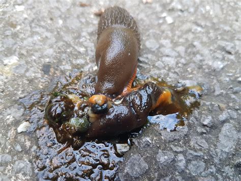 Do slugs eat dead slugs?