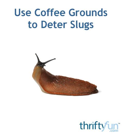 Do slugs hate coffee grounds?