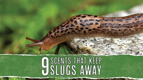 Do slugs hate garlic?