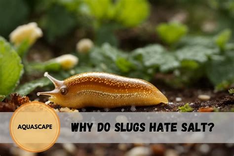 Do slugs hate salt?