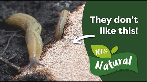 Do slugs hate sand?