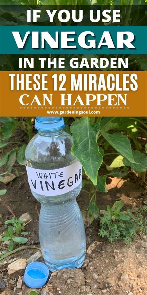 Do slugs hate white vinegar?
